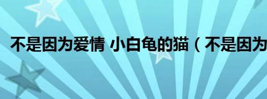不是因为爱情 小白龟的猫（不是因为爱情）