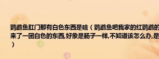 鹦鹉鱼肛门那有白色东西是啥（鹦鹉鱼吧我家的红鹦鹉的肛门下面长出来了一团白色的东西,好象是肠子一样,不知道该怎么办,是怎么回事啊谢）