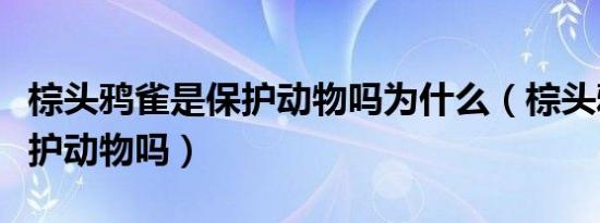棕头鸦雀是保护动物吗为什么（棕头鸦雀是保护动物吗）