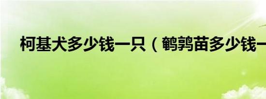 柯基犬多少钱一只（鹌鹑苗多少钱一只）