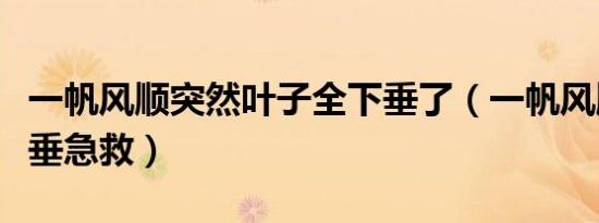 一帆风顺突然叶子全下垂了（一帆风顺叶子下垂急救）