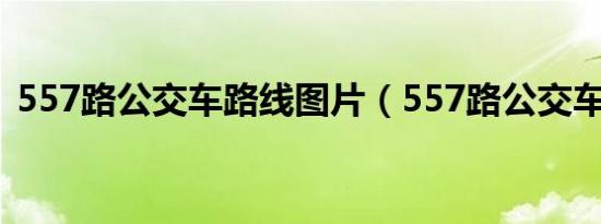 557路公交车路线图片（557路公交车路线）