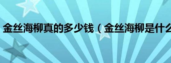 金丝海柳真的多少钱（金丝海柳是什么材料）