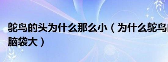 鸵鸟的头为什么那么小（为什么鸵鸟的眼睛比脑袋大）