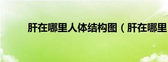 肝在哪里人体结构图（肝在哪里）