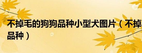 不掉毛的狗狗品种小型犬图片（不掉毛的狗狗品种）