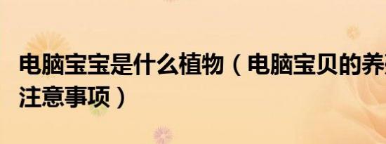 电脑宝宝是什么植物（电脑宝贝的养殖方法和注意事项）