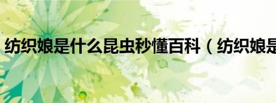 纺织娘是什么昆虫秒懂百科（纺织娘是什么）