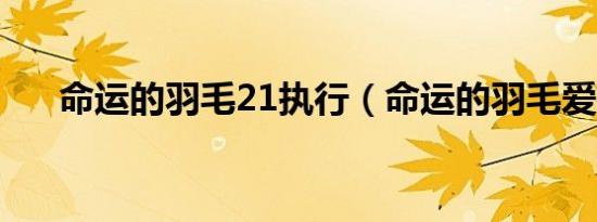 命运的羽毛21执行（命运的羽毛爱拍）