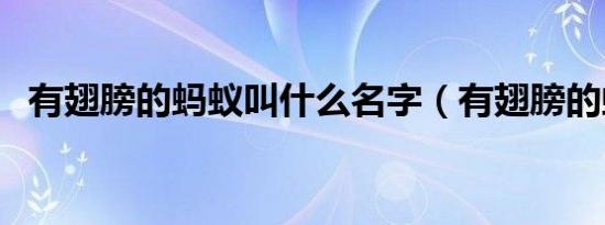 有翅膀的蚂蚁叫什么名字（有翅膀的蚂蚁）