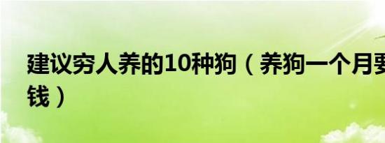 建议穷人养的10种狗（养狗一个月要花多少钱）