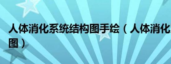 人体消化系统结构图手绘（人体消化系统结构图）