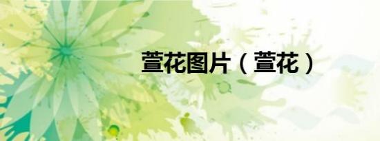 萱花图片（萱花）