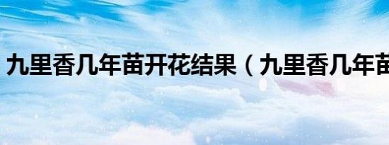 九里香几年苗开花结果（九里香几年苗开花）