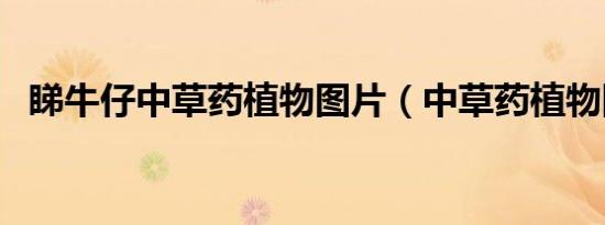 睇牛仔中草药植物图片（中草药植物图片）