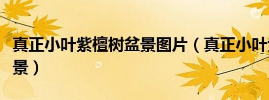 真正小叶紫檀树盆景图片（真正小叶紫檀树盆景）