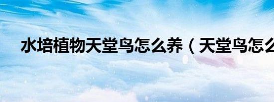 水培植物天堂鸟怎么养（天堂鸟怎么养）