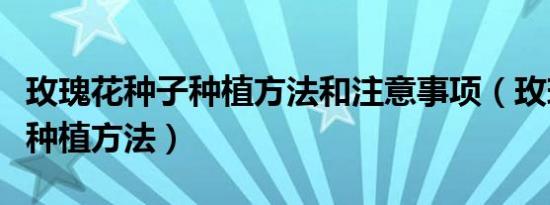 玫瑰花种子种植方法和注意事项（玫瑰花种子种植方法）