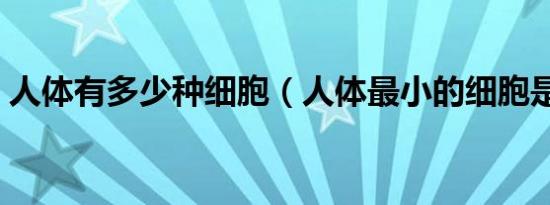 人体有多少种细胞（人体最小的细胞是什么）