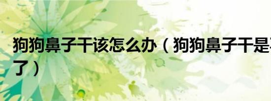 狗狗鼻子干该怎么办（狗狗鼻子干是不是生病了）