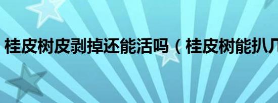 桂皮树皮剥掉还能活吗（桂皮树能扒几次皮）