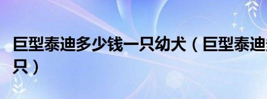 巨型泰迪多少钱一只幼犬（巨型泰迪多少钱一只）