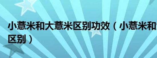 小薏米和大薏米区别功效（小薏米和大薏米的区别）