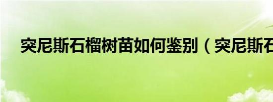 突尼斯石榴树苗如何鉴别（突尼斯石榴）