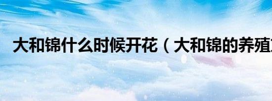 大和锦什么时候开花（大和锦的养殖方法）