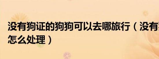 没有狗证的狗狗可以去哪旅行（没有狗证的狗怎么处理）