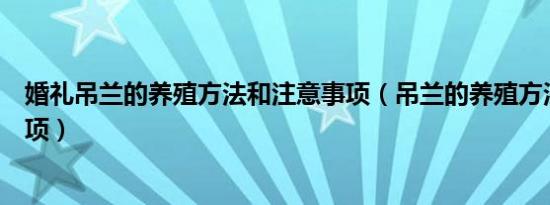 婚礼吊兰的养殖方法和注意事项（吊兰的养殖方法和注意事项）