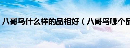 八哥鸟什么样的品相好（八哥鸟哪个品种好）