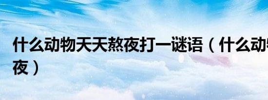 什么动物天天熬夜打一谜语（什么动物天天熬夜）