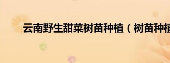 云南野生甜菜树苗种植（树苗种植）