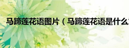 马蹄莲花语图片（马蹄莲花语是什么意思）