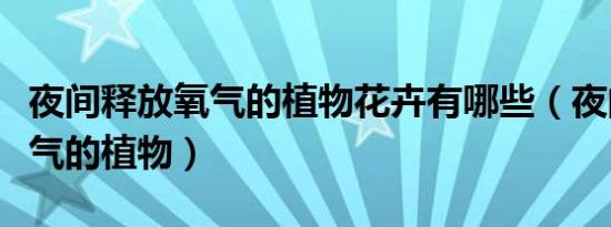 夜间释放氧气的植物花卉有哪些（夜间释放氧气的植物）