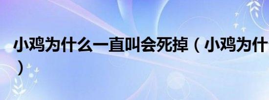 小鸡为什么一直叫会死掉（小鸡为什么一直叫）