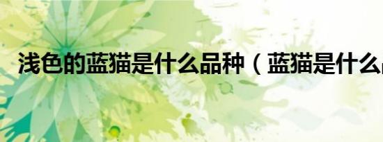 浅色的蓝猫是什么品种（蓝猫是什么品种）