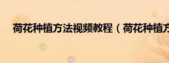 荷花种植方法视频教程（荷花种植方法）