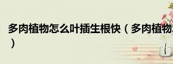 多肉植物怎么叶插生根快（多肉植物怎么叶插）