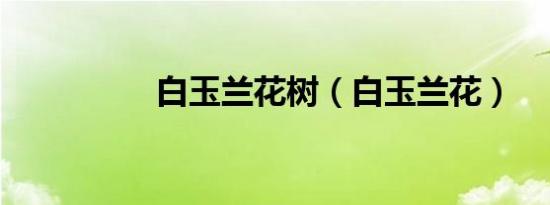 白玉兰花树（白玉兰花）