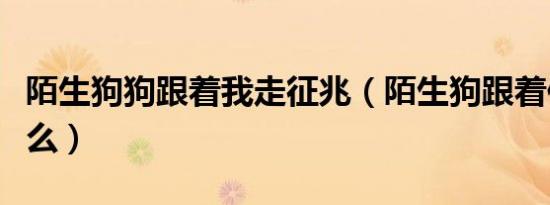 陌生狗狗跟着我走征兆（陌生狗跟着你预兆什么）