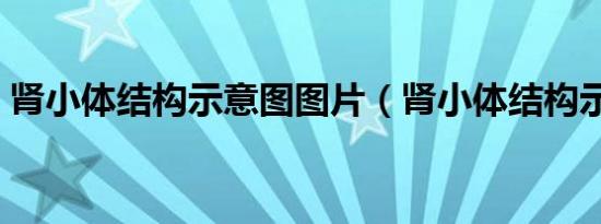 肾小体结构示意图图片（肾小体结构示意图）