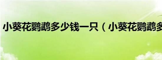 小葵花鹦鹉多少钱一只（小葵花鹦鹉多少钱）