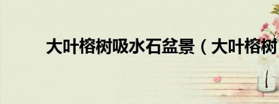 大叶榕树吸水石盆景（大叶榕树）