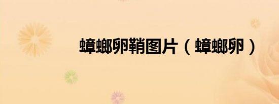 蟑螂卵鞘图片（蟑螂卵）
