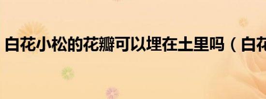 白花小松的花瓣可以埋在土里吗（白花小松）