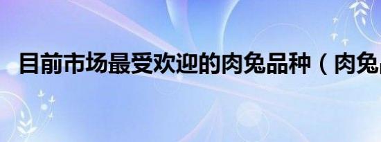 目前市场最受欢迎的肉兔品种（肉兔品种）