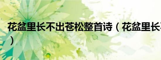 花盆里长不出苍松整首诗（花盆里长不出苍松）