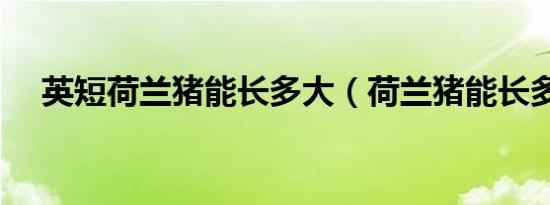 英短荷兰猪能长多大（荷兰猪能长多大）
